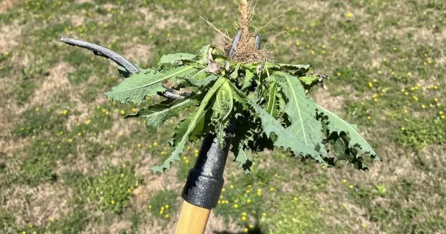 Grampa’s Weeder