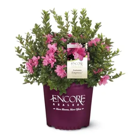 Encore Azalea 1-Gallon Autumn Empress Azalea Shrub