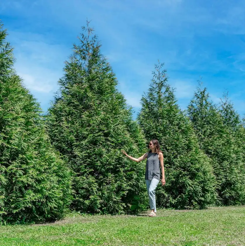 Perfect Plants Thuja Green Giant Arborvitae Liner Privacy Trees 18-Pack