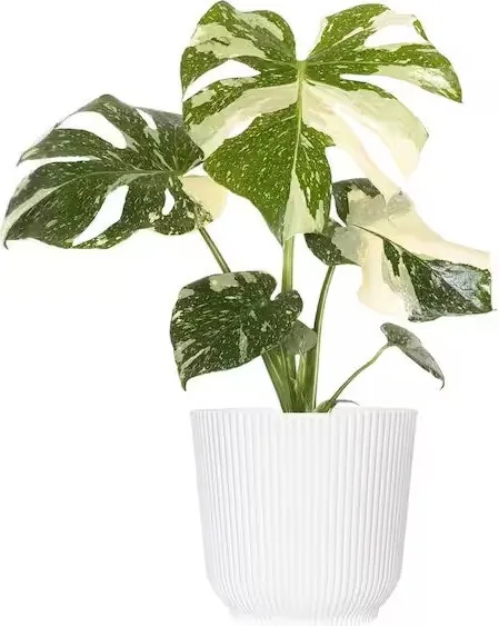 United Nursery Live Thai Constellation Monstera Houseplant w/ 6" Pot