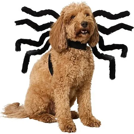 Chewy Pet Supplies/Accessories: $30 Chewy eGift Card Offer: Food, Medicine, Toys