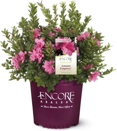 Encore Azalea 1-Gallon Autumn Empress Azalea Shrub