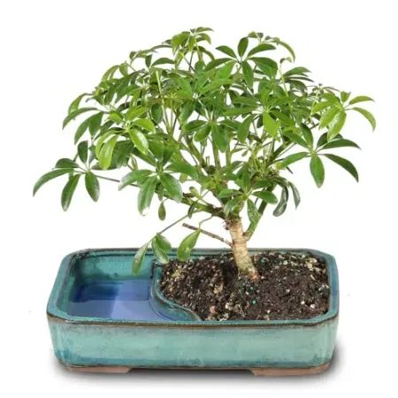 Brussel's Bonsai Medium Live Bonsai Tree (5 Years Old)
