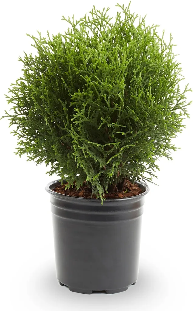 Lowe's Little Giant Arborvitae Accent Shrub w/ 2.5-Qt. Pot