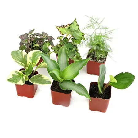6-Pack Altman Plants Live Houseplants