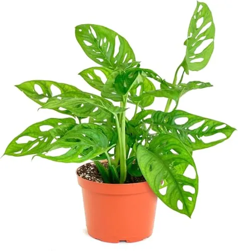 Shop Succulents Monstera Adansonii Hanging Plant, 6" Pot