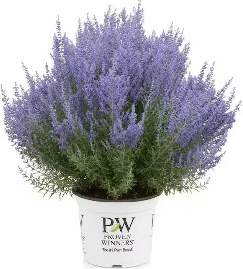 Proven Winners 3-Gal. Denim N Lace Perovskia Perennial Plant