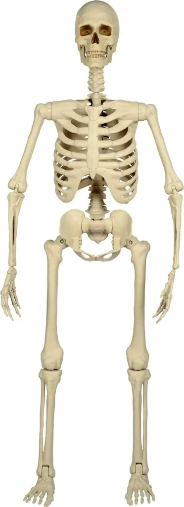 Haunted Living 5-Foot Ultra Posable Skeleton Halloween Decoration