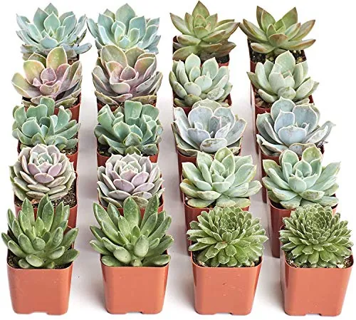 Shop Succulents Rosette Succulent Plant Pack Bulk Collection 20-Pack