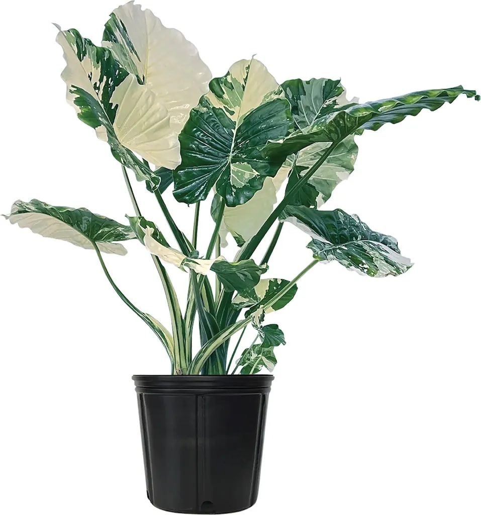 Nature's Way Farms Variegated Alocasia Dawn House Plant in 1.7-Gallon Pot: 60% off + free shipping