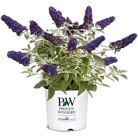 2-Gallon Proven Winners Pugster Buddleia True-Blue Flowers (Pugster Blue)