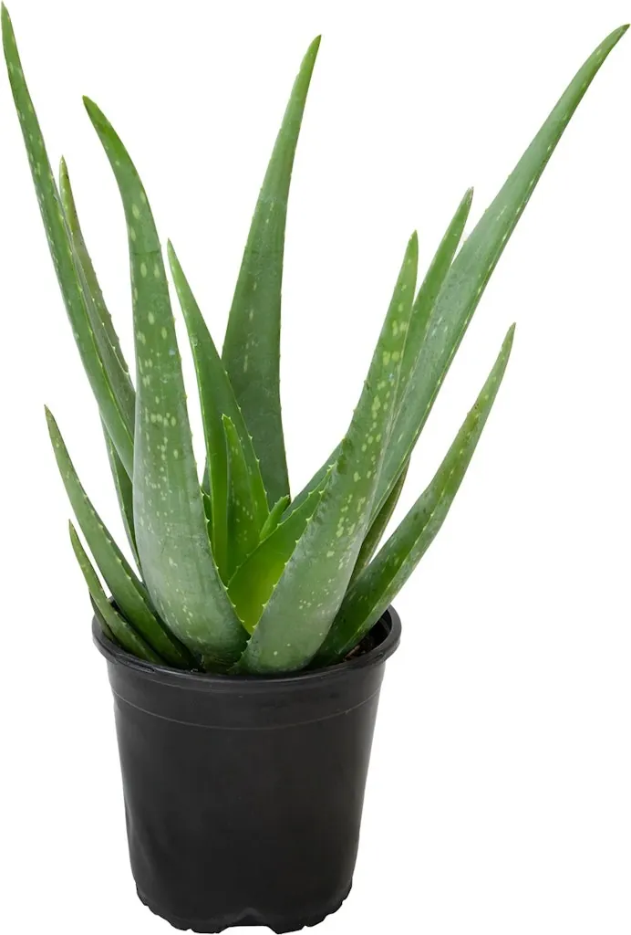 Altman Plants Aloe Vera w/1-Gallon Pot