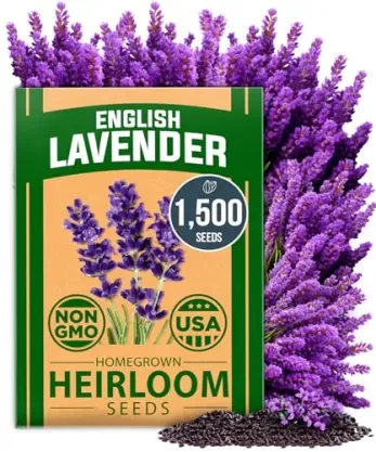 Home Grown USA Premium 1,500+ English Lavender Seeds