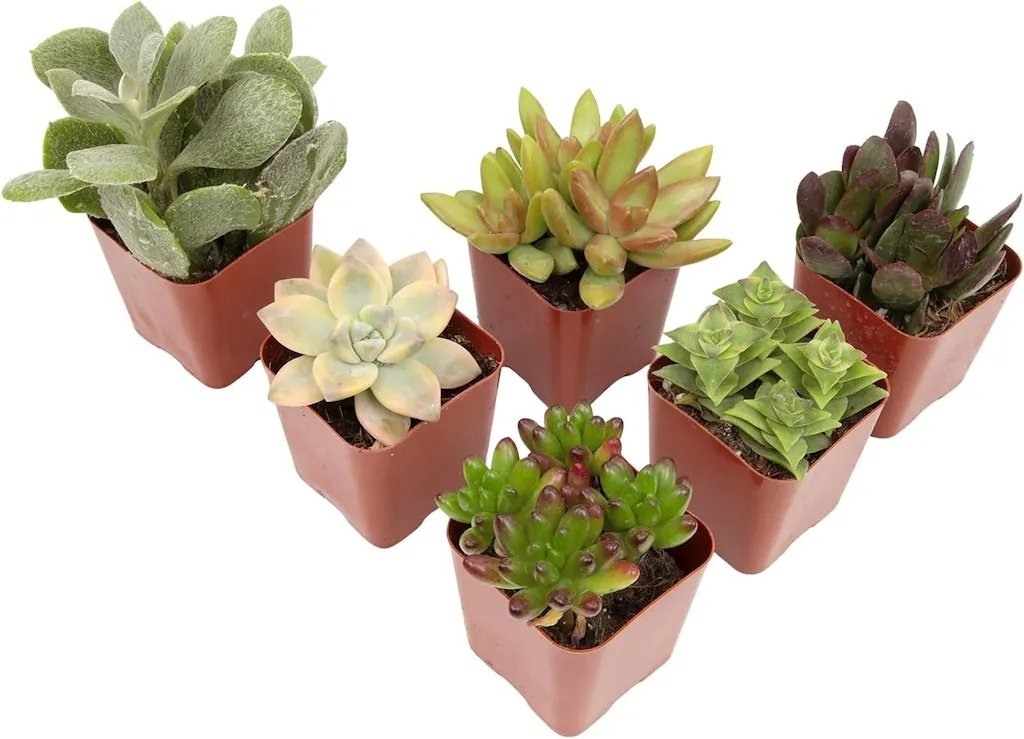 Plants for Pets Live Succulents 6-Pack