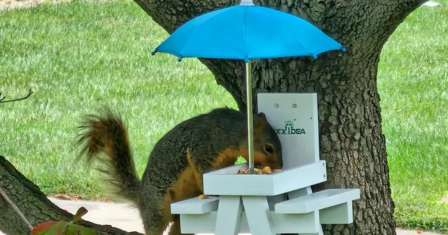 Squirrel Feeder Table w/ Umbrella