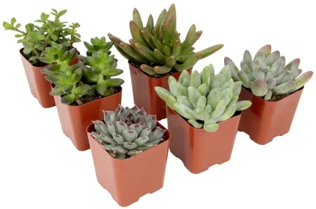 6-Pack Element by Altman Plants Multicolor Succulent Live Indoor House Plants