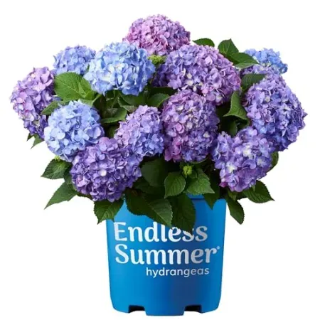 2-Gallon Endless Summer Hydrangea Bloomstruck