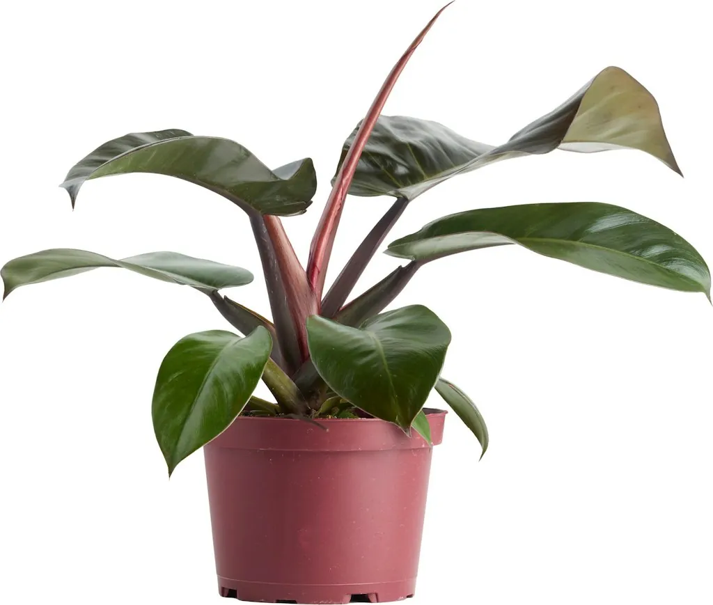Lowe's House Plant Deals for From $21 + free shipping