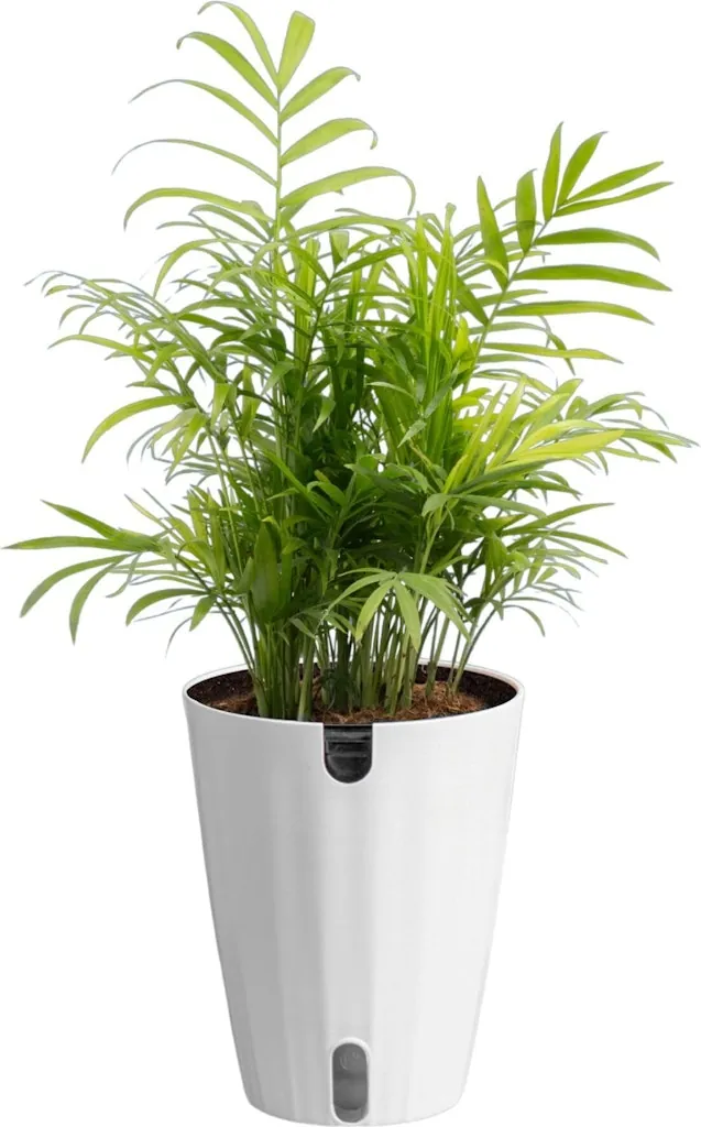 Costa Farms Parlor Palm Live Plant