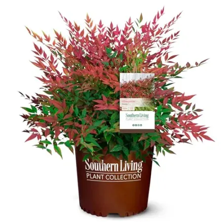 Southern Living 2-Gallon Obsession Nandina Shrub with Bright Red Foliage