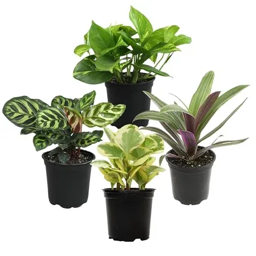 Plants for Pets 4-Pack 4.25" Live Indoor Plants