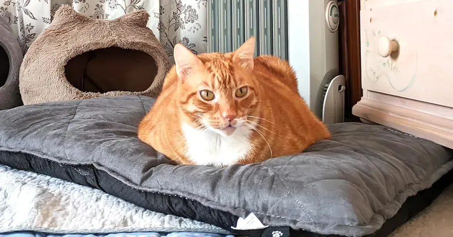Self-Warming Pet Bed