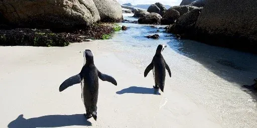 Kenya, South Africa & Botswana Tour: 13 Nights with Airfare