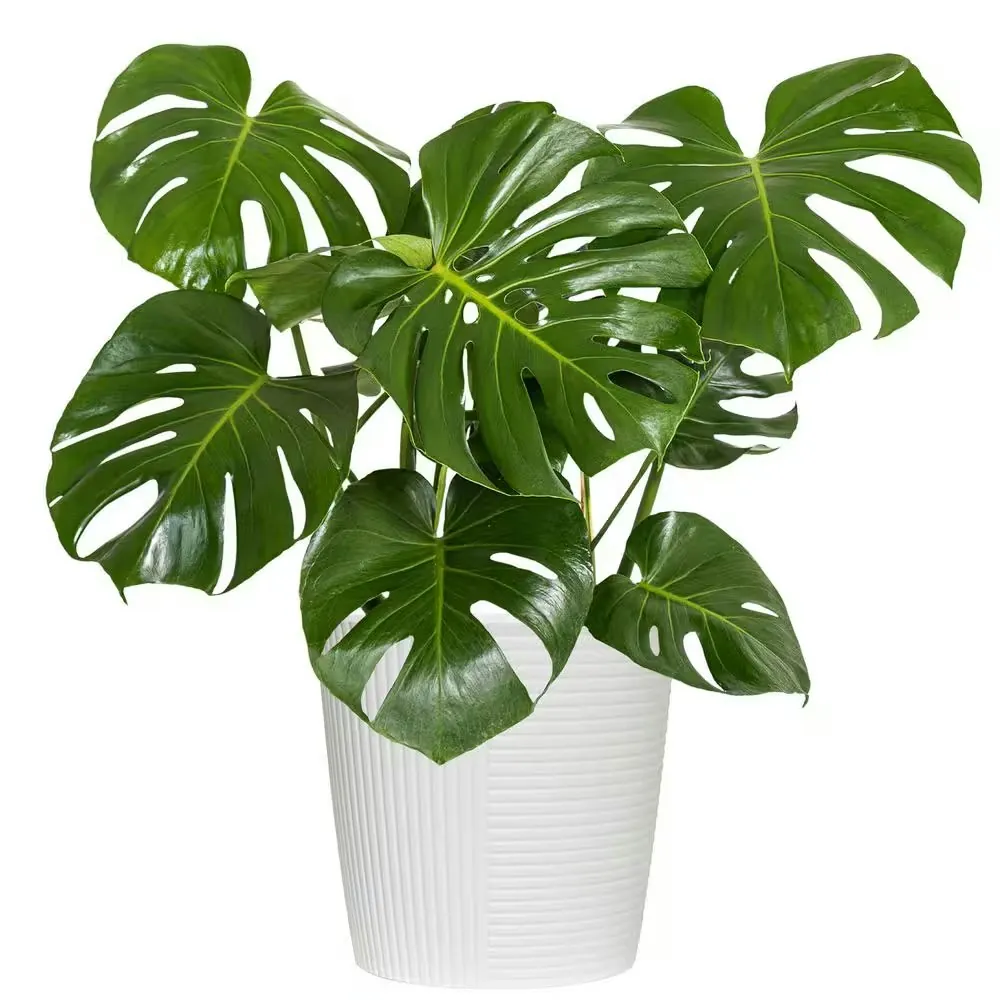United Nursery Swiss Cheese Monstera Deliciosa Plant in 10" Pot