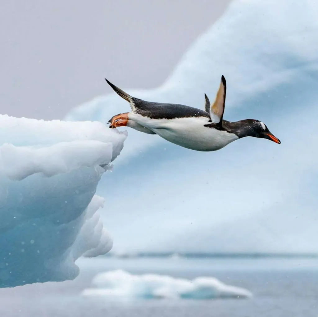 Seabourn 11-Day Antarctica Expedition Cruise w/ Zodiac Excursions for From $31,996 for 2