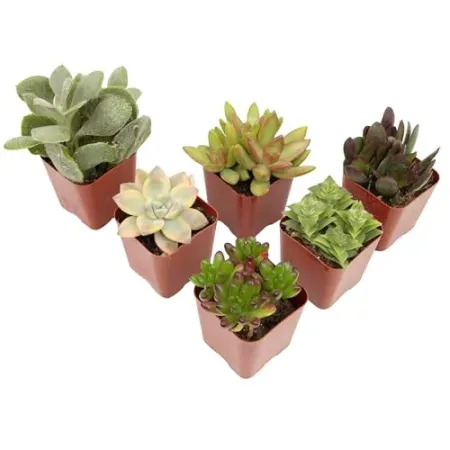 6-Pack Plants for Pets Succulent Plants in 2" Pots