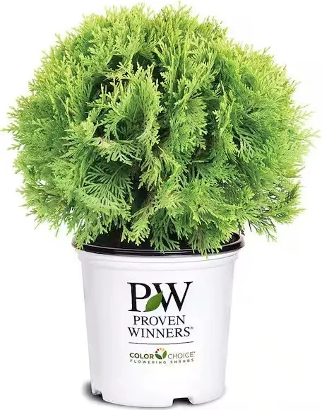 Proven Winners 2-Gal. Anna's Magic Ball Arborvitae Evergreen Shrub