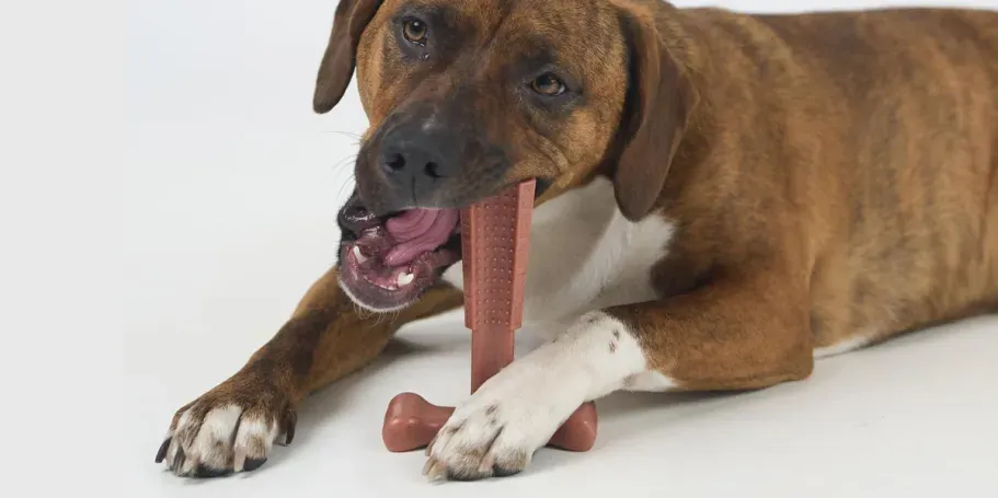 SPOT Bam-Bone T-Bone Dog Chew Toy in Medium Beef