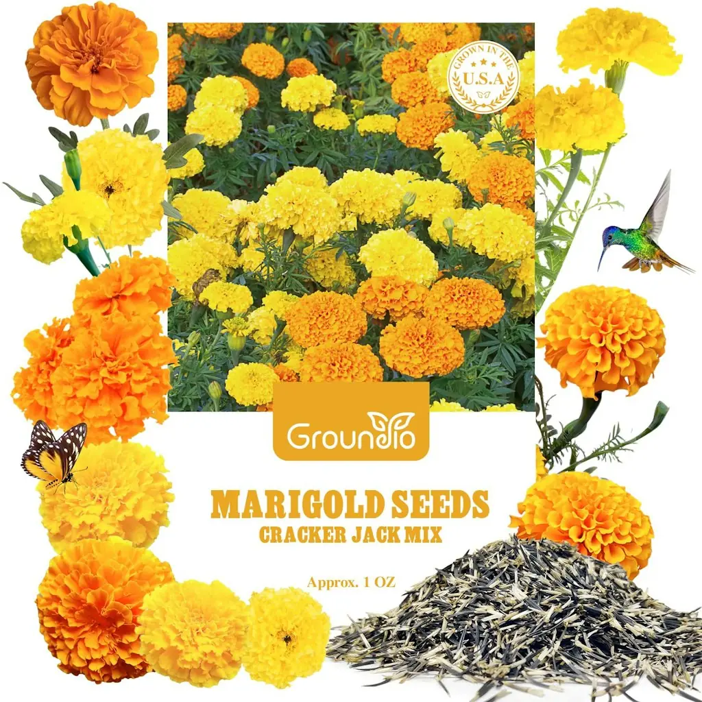 9500+ Marigold Seeds