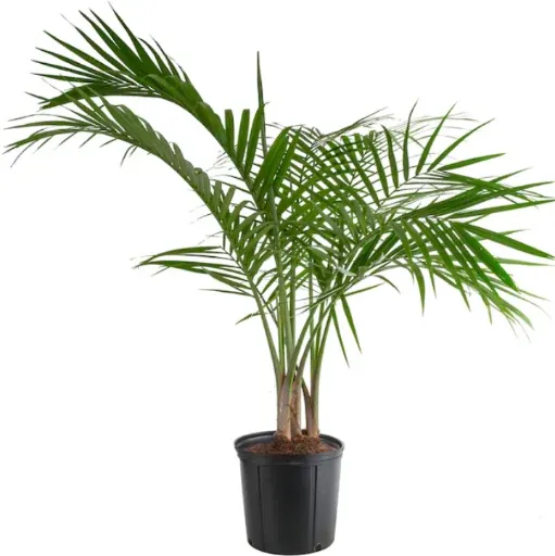 Lowe's Majesty Palm House Plant 1.94 Gallon Pot