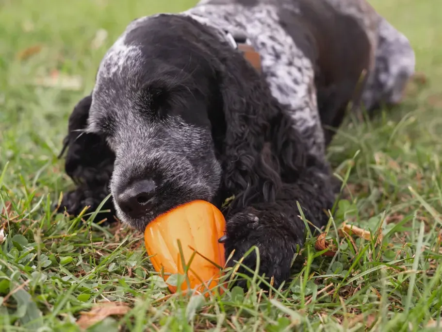 Chew King Treater Dog Toy