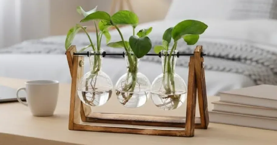 Transparent Glass Plant Terrarium