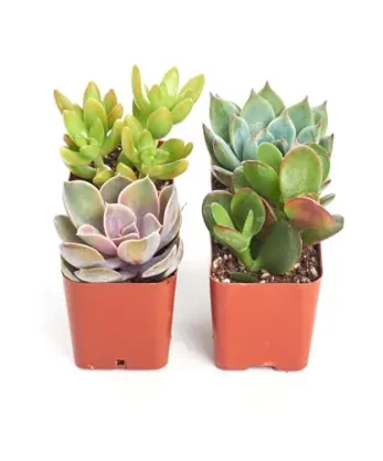 4-Pack Shop Succulents Unique Succulent Plant Pack Collection