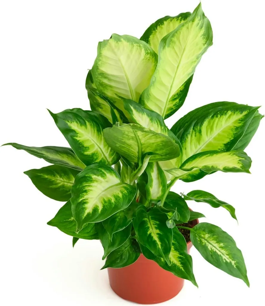 Shop Succulents Dieffenbachia Camille Live Indoor Plant