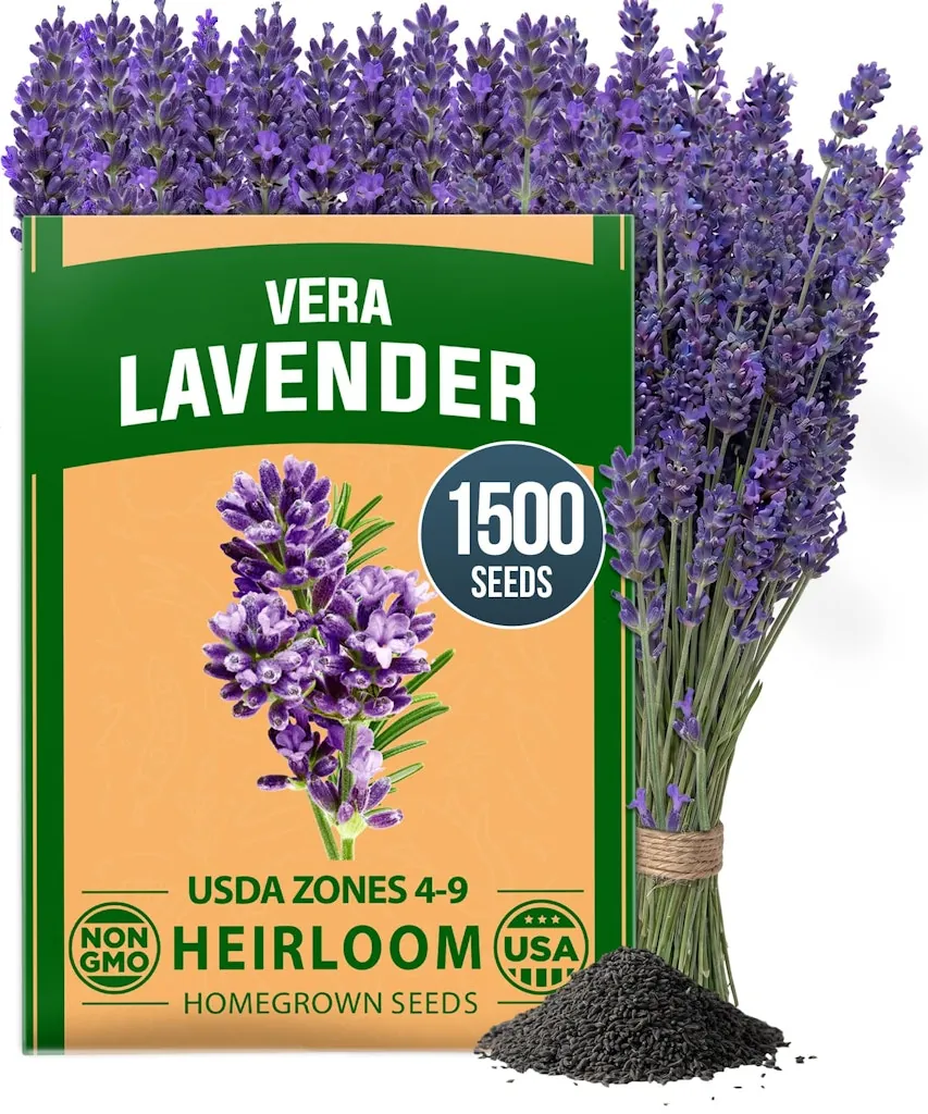 1,500+ English Lavender Seeds