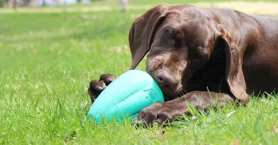 Chew King Dog Toy 2-Pack in Teal – Medium