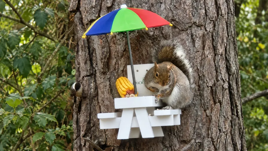MIXXIDEA Squirrel Picnic Table Feeder w/ Umbrella – White/Colorful