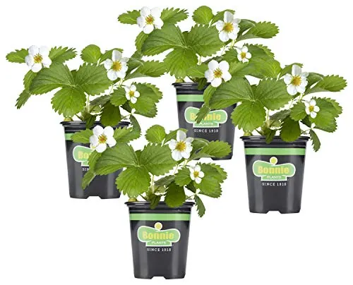 Bonnie Plants Live Strawberry Plants 4-Pack