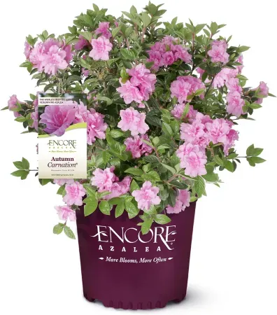 Encore Azalea 1-Gallon Autumn Carnation Azalea Shrub