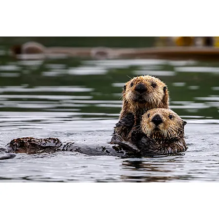 Georgia Aquarium Ticket Tuesdays (Atlanta, GA)