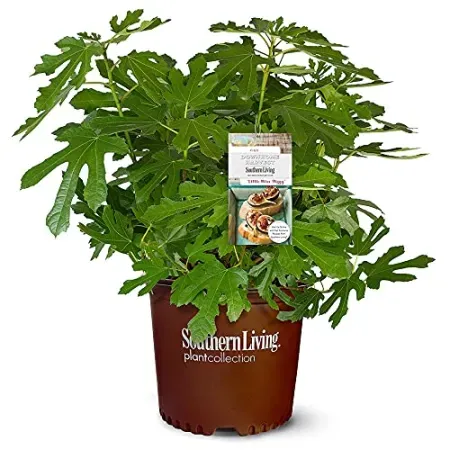 Southern Living 2 Gal. Little Miss Figgy Plant