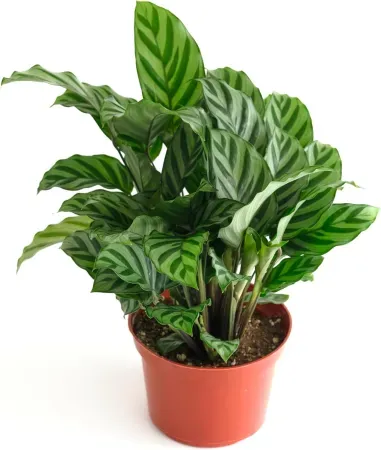 Shop Succulents Calathea Concinna Freddie Live Indoor Plant