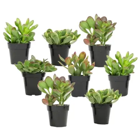 8-Pack Altman Plants Live Jade Plant Collection in 2.5" Pots