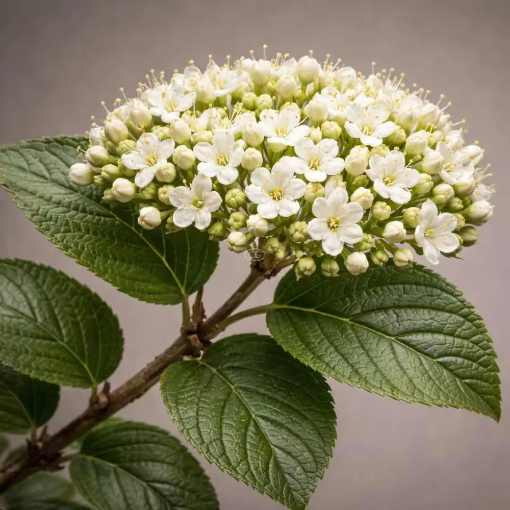 Bell Nursery Arrowwood Viburnum Live Flowering Shrub