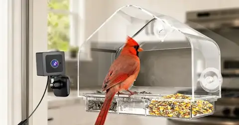 Smart Camera Window Bird Feeder